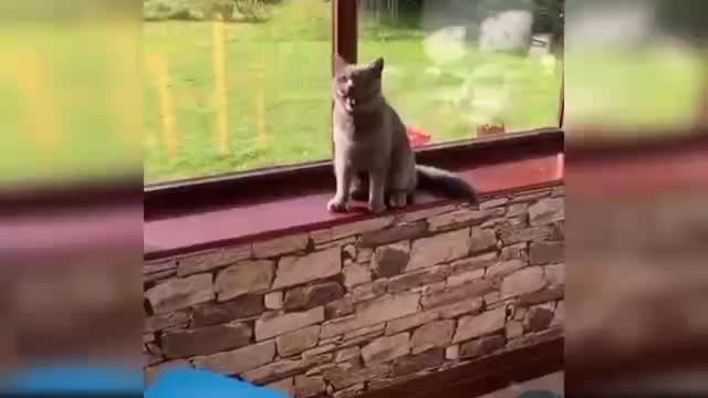 Baby Cats - Cute and Funny Baby Cat Videos Compilation