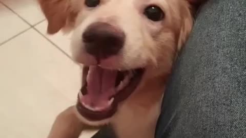 My Cute and Funny Dog