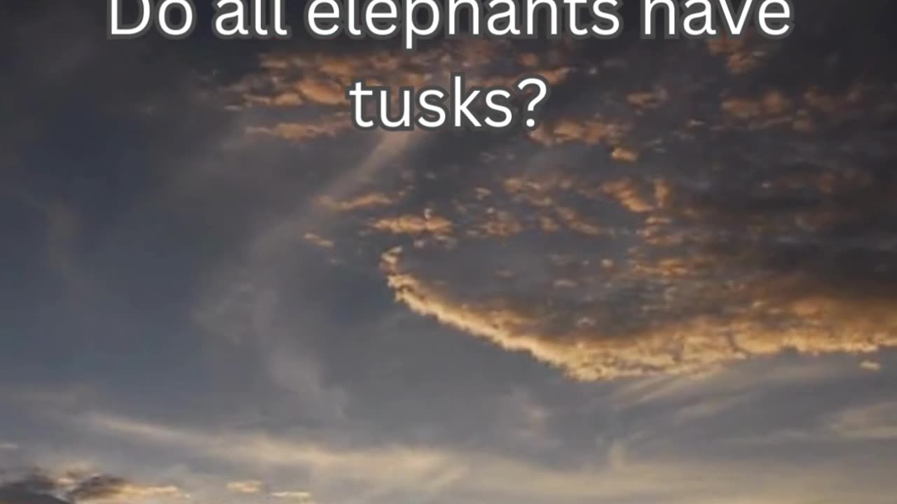 Elephant Fact 7 - Do all elephants have tusks?