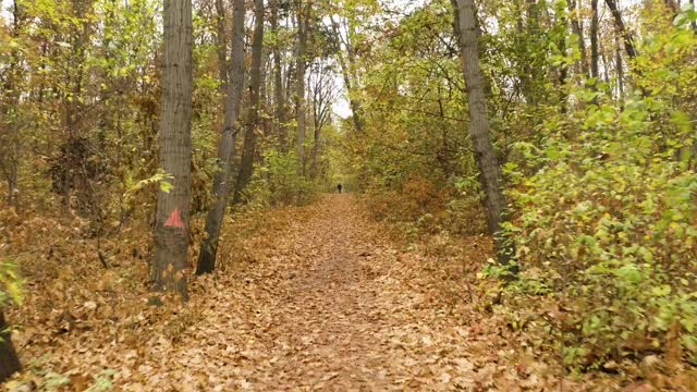 Forest in Autumn