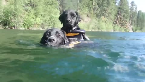 Brave dog swimming & having fun