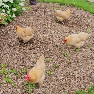 OMC! Windy day worm eating - Watch closely and see the worm!🐔❤️🐛