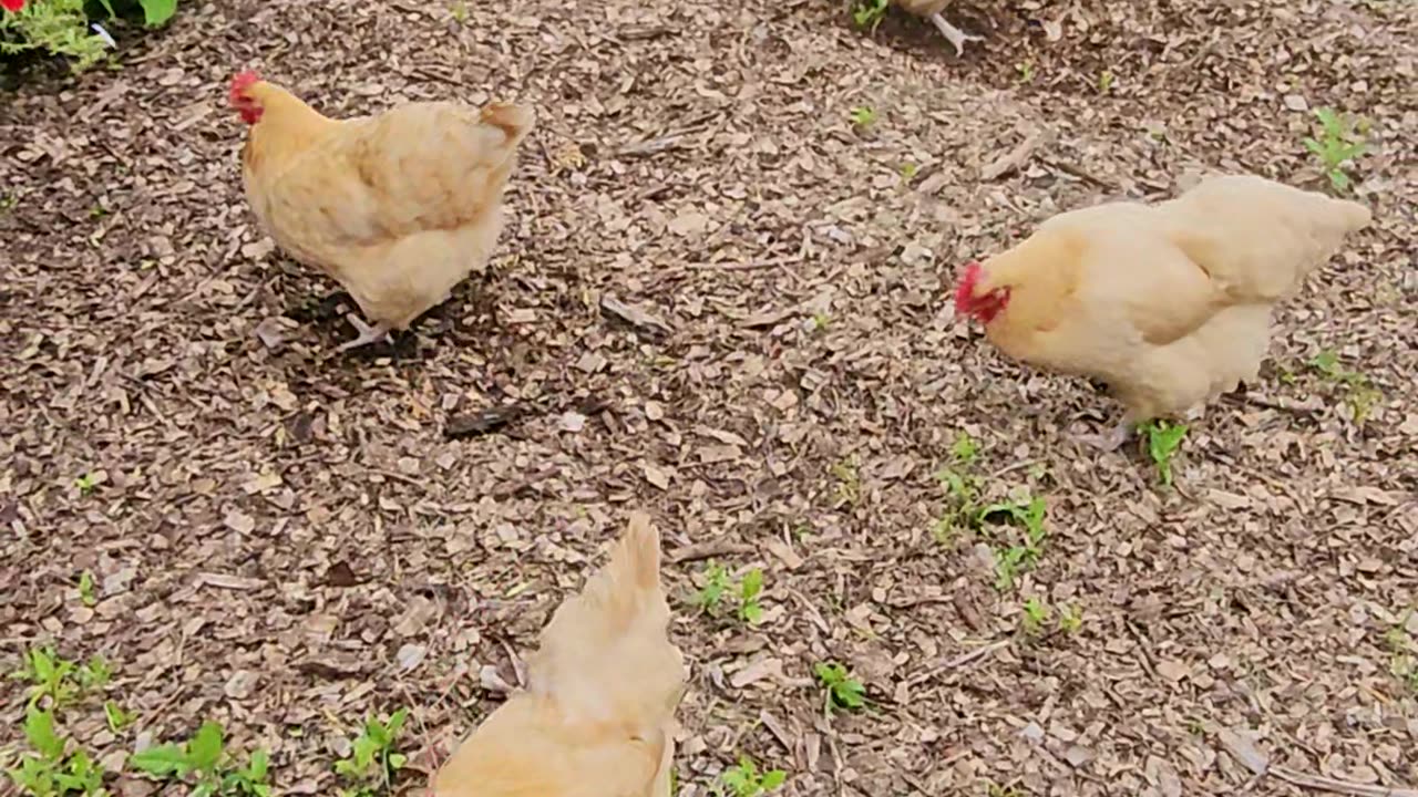 OMC! Windy day worm eating - Watch closely and see the worm!🐔❤️🐛