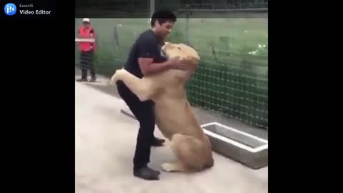 THIS LION IS INLOVE WITH HER FRIEND