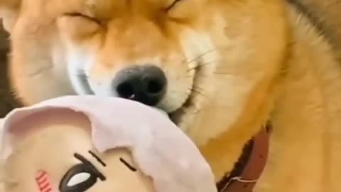 happy inu