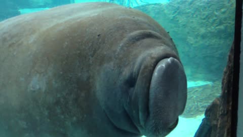 Manatee Face Smoosh