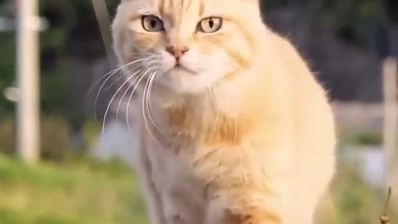 Funny cats and animals videos