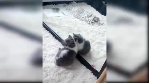 Funny Videos Compilation | Lala Na Animal # 3