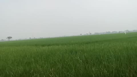 Sawah Yang Laus Dan Hijau