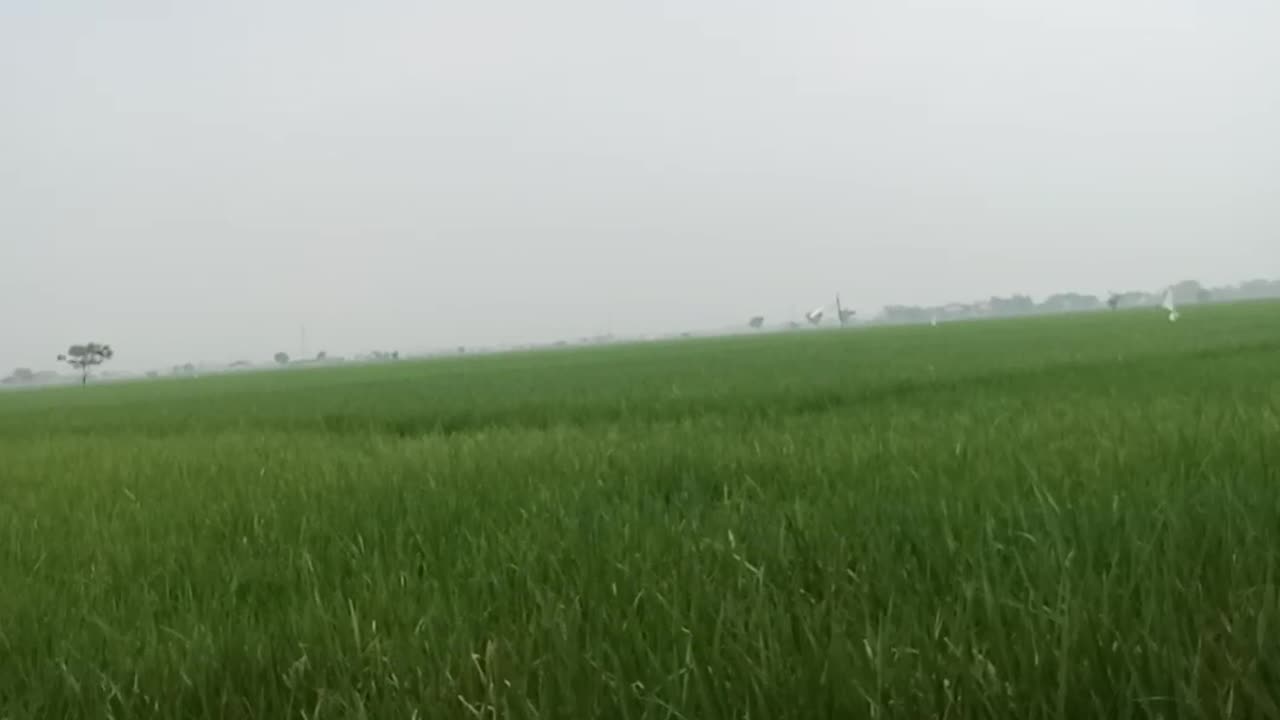 Sawah Yang Laus Dan Hijau