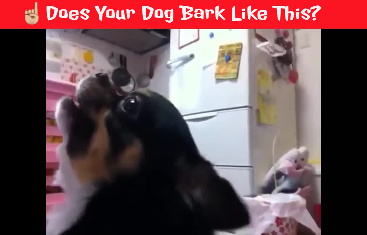 Does Your Dog Bark Like This?