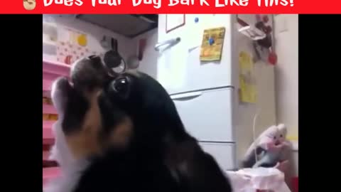 Does Your Dog Bark Like This?