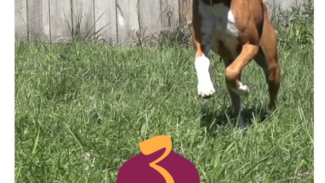 3 Weird Things That your dog enjoys
