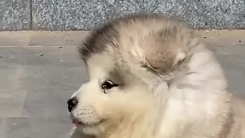 A lovely fluffy Alaskan dog