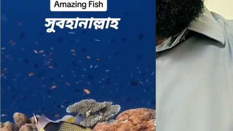 Amazing Fish 🐠🐠