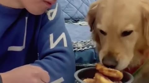 Best Funny Dog Video