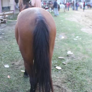 rolling stones #horseracig 😍 #shorts #shortvideo #villagemarketbd #horsevideo #villagelife