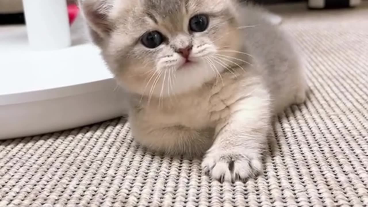 Cute cat moment video