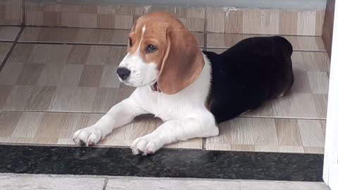 Meu beagle1