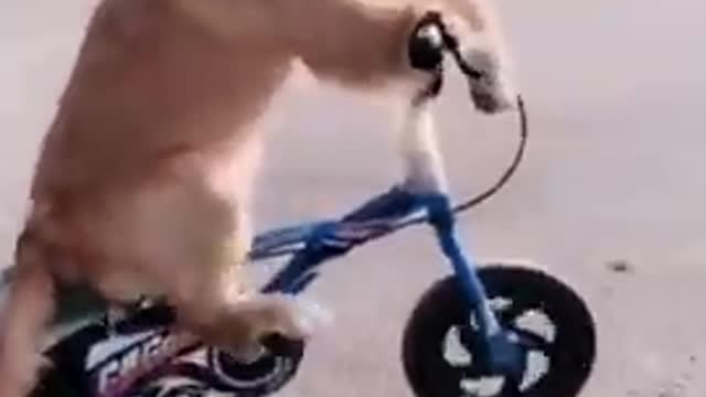 Funny Dogs from Tik Tok - Try not to laugh - Funny Dog - Funny Animals Life - Cute 😍😍😍 #Shorts