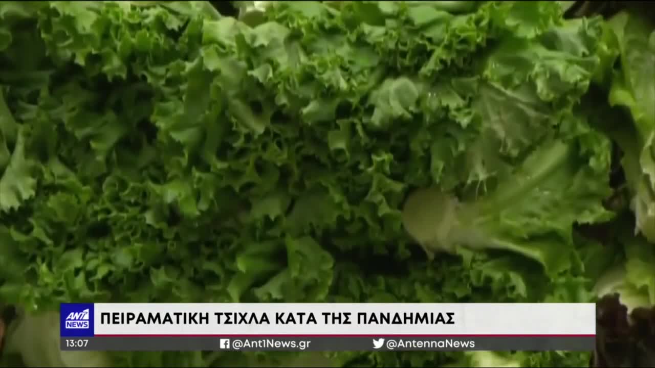 ΤΣΙΧΛΑ ΚΑΝΕΛΑΣ ΚΑΤΑ ΤΟΥ ΚΟΡΩΝΟΙΟΥ