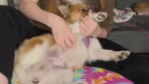 Baby girl puppy dogs Belly scratch