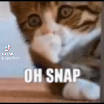 National Dog Day.. | 🐶