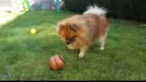 Pomeranian Spitz in action