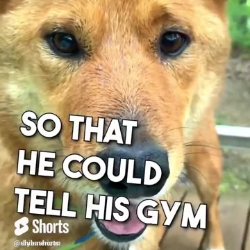 Dad Jokes told by Dogs #dogjokes #dadjoke