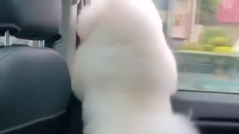 Dog shaking their b****