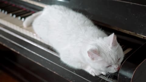 A White Cat On The Piano Keyboard