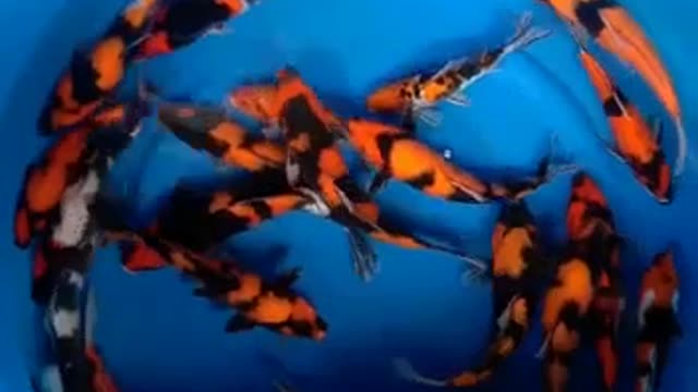 Koi fish