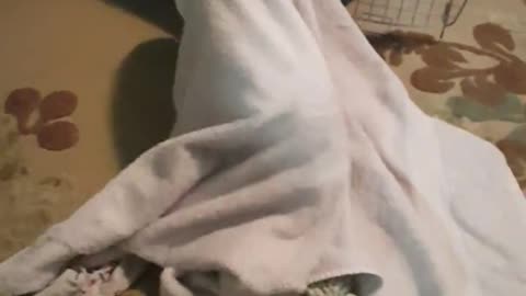 Little puppy battles to escape bath towel