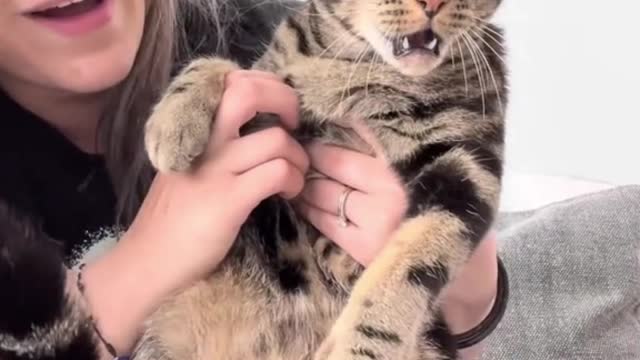 My cat is broken.
