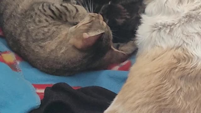 Dog Goes in Cat Crate To Give New Mama Cat Moral Support