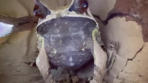 Malaysian Frog Hunts insect so Fast