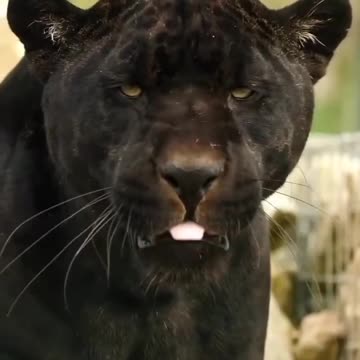Beast😲 #animallovers❤️ #animallover #animal #animallovers #wild #wildlifeplanet #wildanimals #wild