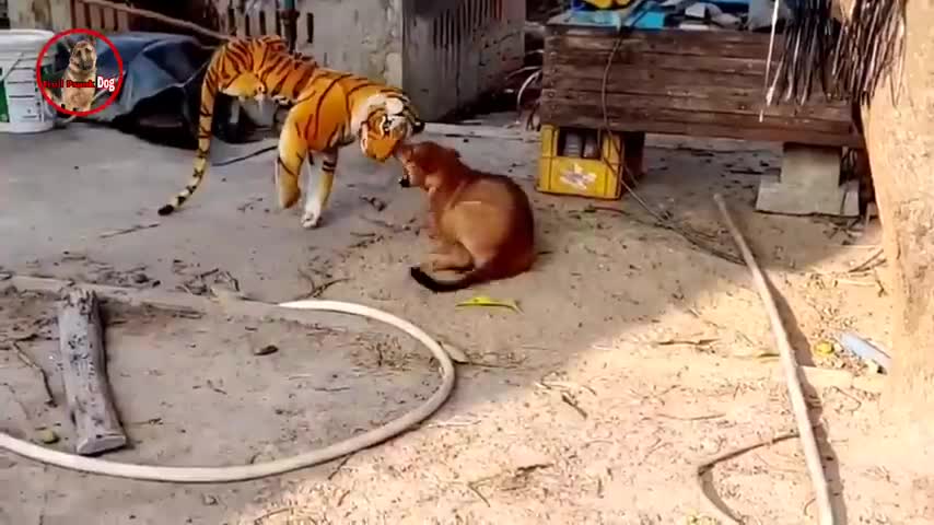 Troll Prank dog & fake Lion and Fake Tiger Prank To dog