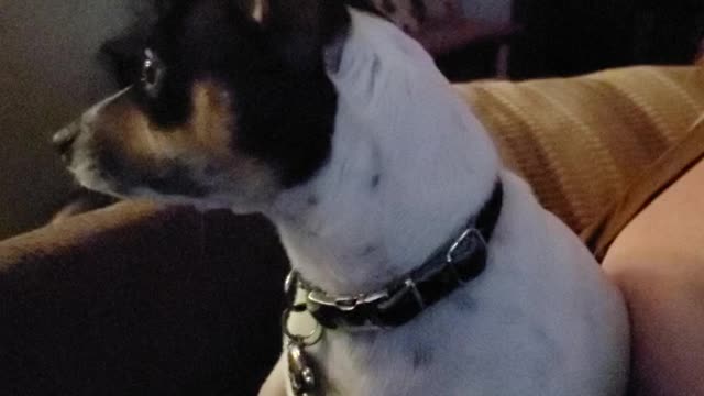 Josie the Texas Rat Terrier