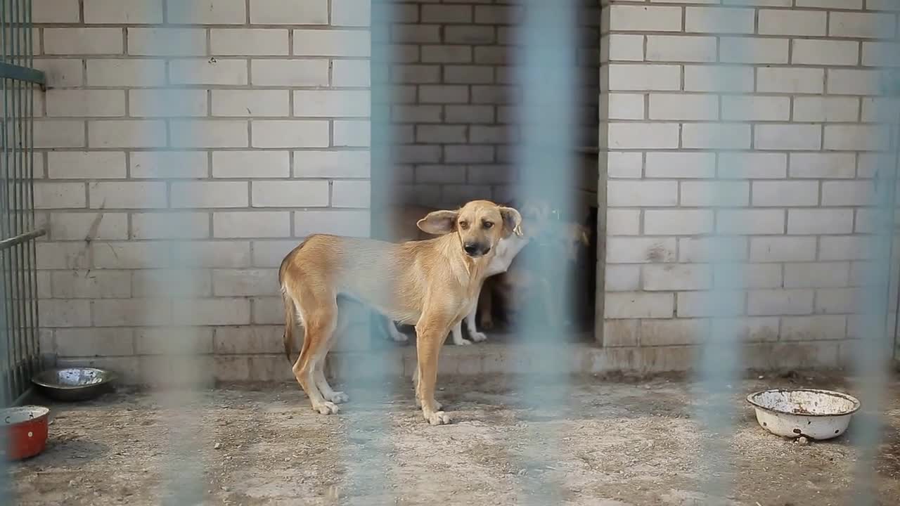 Stray dogs in the shelter
