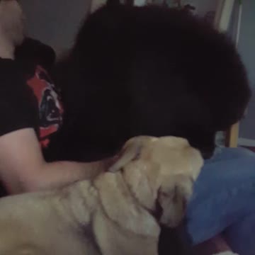 Pug and Newfoundland