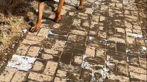 Awesome Dog Moves !