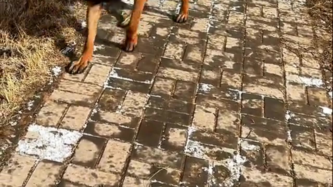 Awesome Dog Moves !