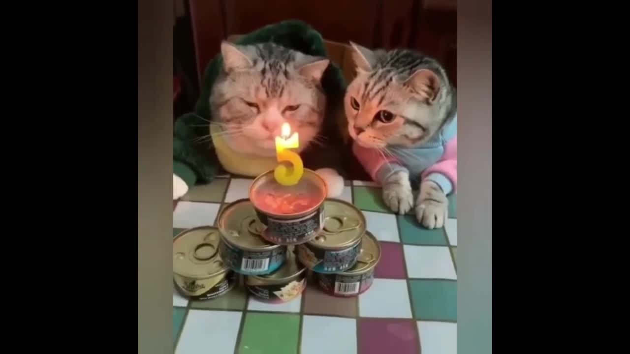 Real Cats funny video