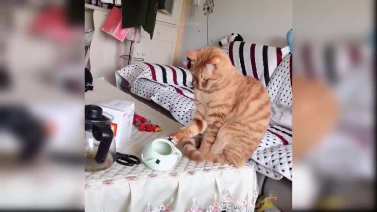 funny cats Change your Mind - simply enthralling