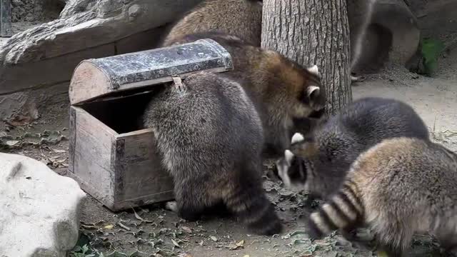 Small bowl of bear