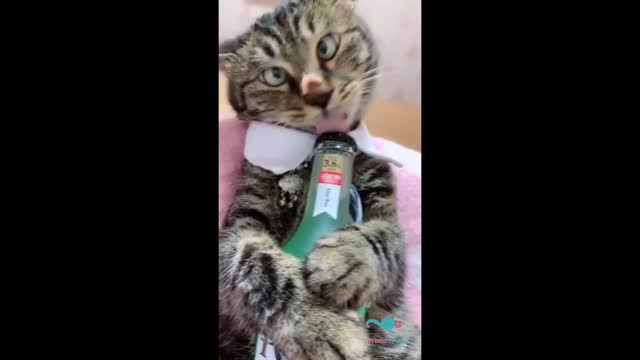 Baby Cats Funny Videos!!!