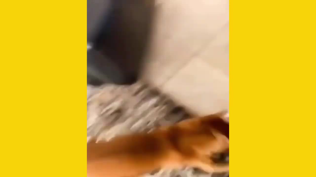 Super Funny Dog