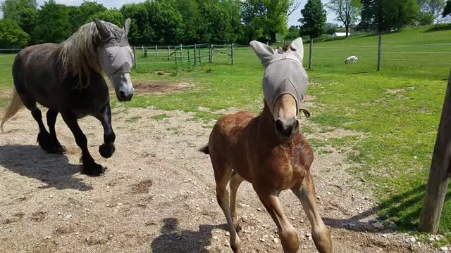 Frustrated foal can't figure out how to roll like adults