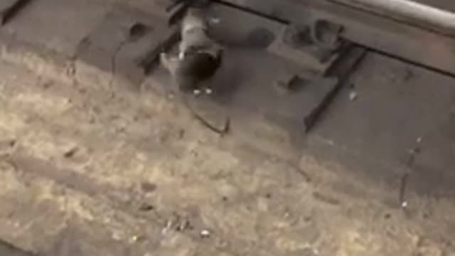 Two rats fighting subway rail tracks